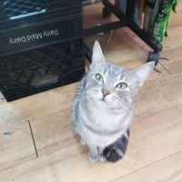 La Reina Deli ico