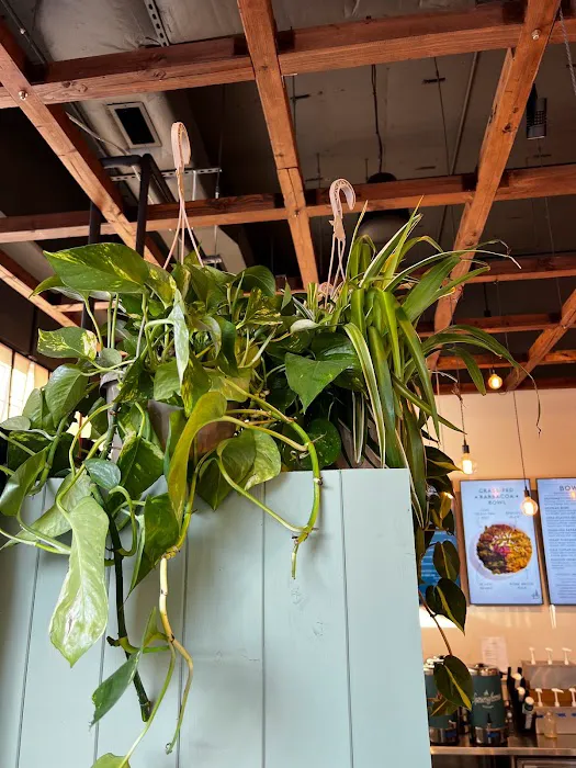 Springbone Kitchen Picture 2