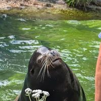 Sea Lion Store & Cafe ico