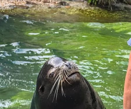 Sea Lion Store & Cafe