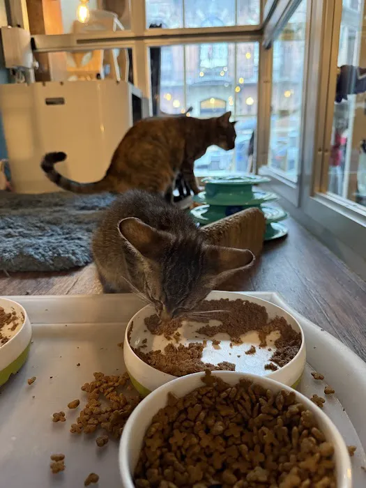 The Brooklyn Cat Cafe Picture 5