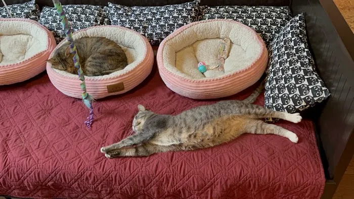 The Brooklyn Cat Cafe Picture 4