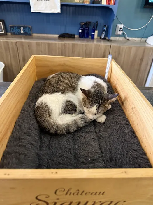 The Brooklyn Cat Cafe Picture 6
