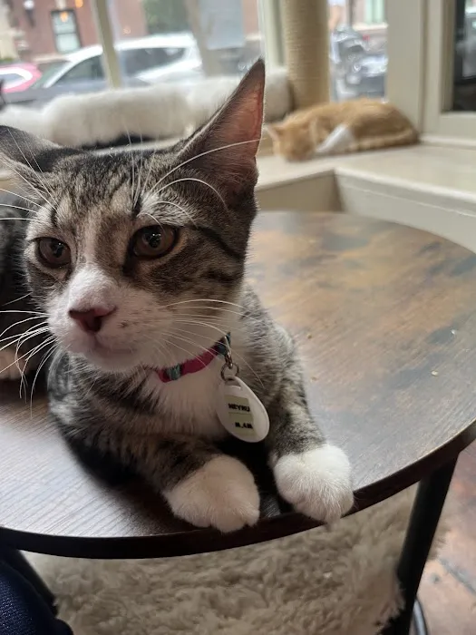 The Brooklyn Cat Cafe Picture 1