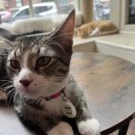 The Brooklyn Cat Cafe