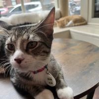 The Brooklyn Cat Cafe ico