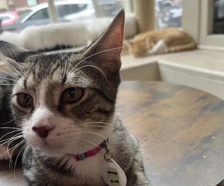 The Brooklyn Cat Cafe
