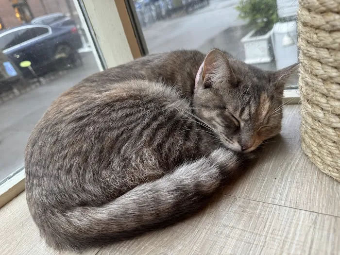 The Brooklyn Cat Cafe Picture 8