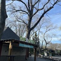 THE PATIO ico