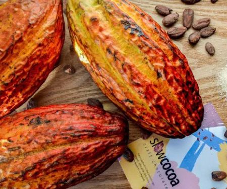 slowcocoa craft chocolate