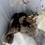 Ralph's Famous Italian Ices