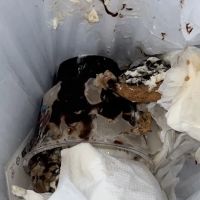 Ralph's Famous Italian Ices ico