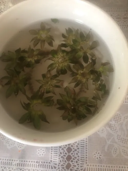 Maple Avenue Picture 3