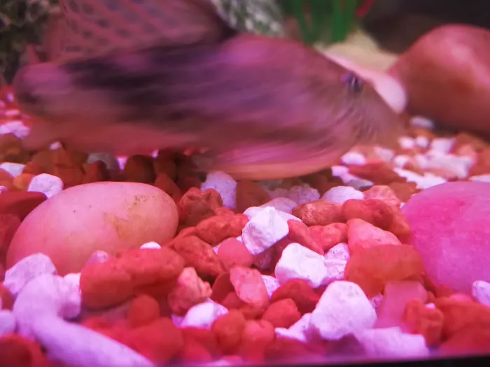 Great Wall Croton Picture 9