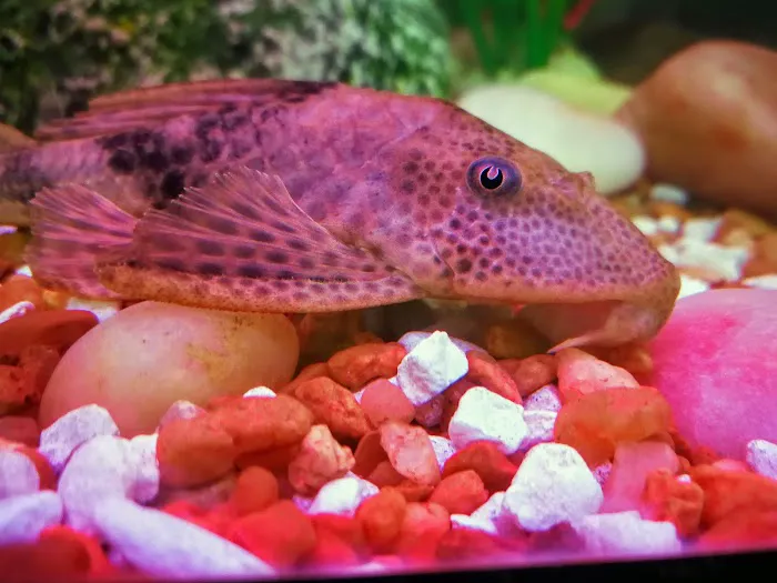 Great Wall Croton Picture 3