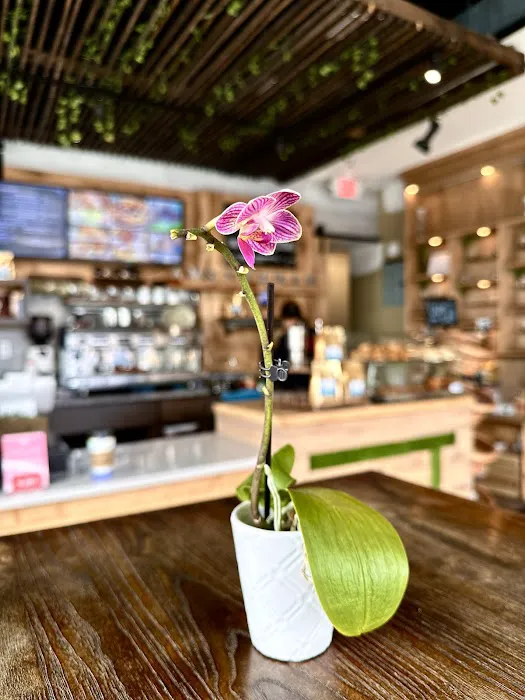 Amsterdam Coffee Shop Picture 9