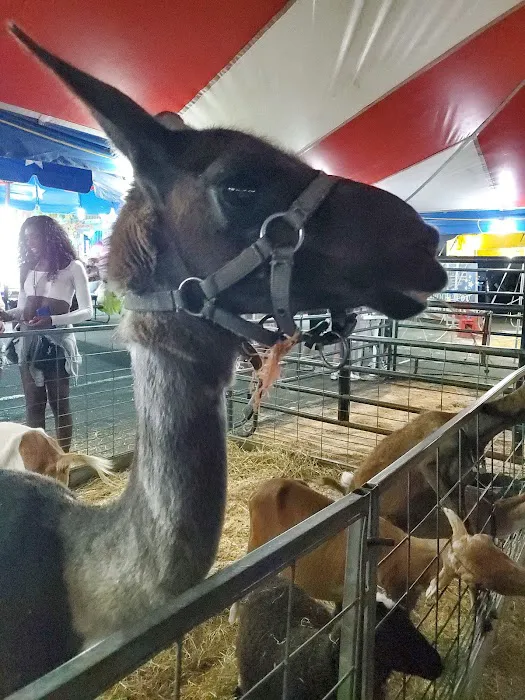 Empire State fair Picture 7