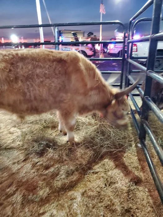 Empire State fair Picture 8