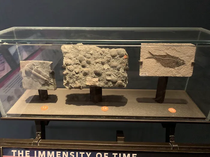 The Savor Market and Pizza Picture 5