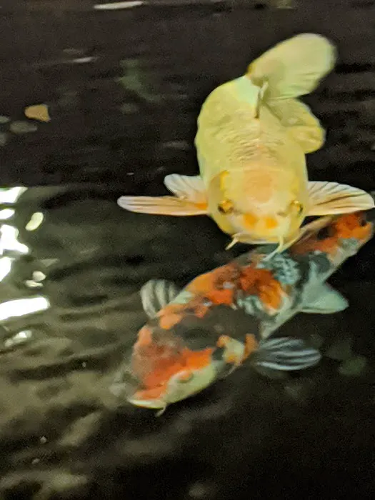 Koi Lounge Picture 10