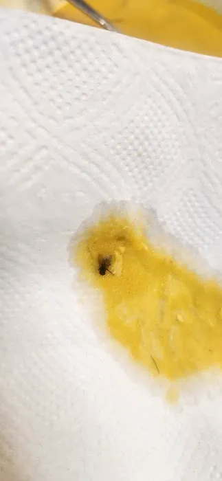 Antony's Restaurant Picture 7