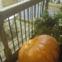 Broadway North Pizzeria Restaurant ico