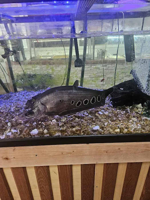 Whiz Wit Cheese Steaks Picture 2