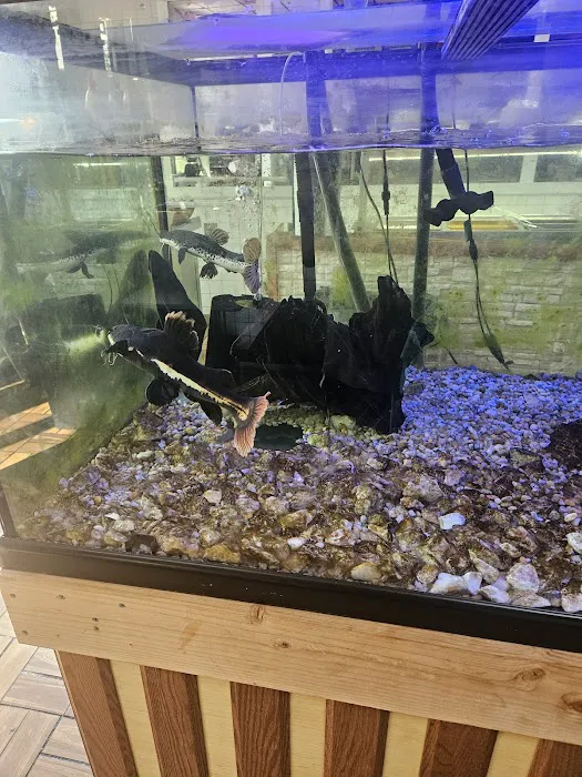 Whiz Wit Cheese Steaks Picture 4