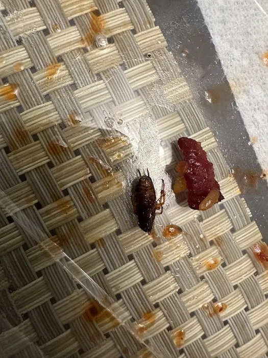 Golden Dragon Picture 6