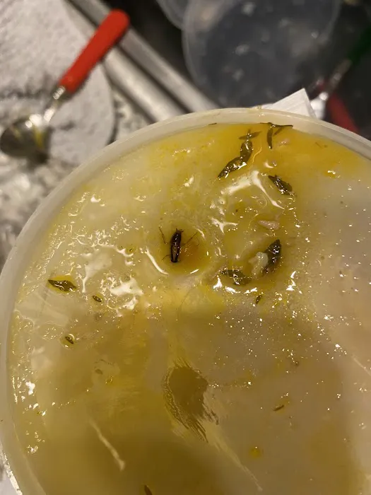 K & D Caribbean Jamaican & American Restaurant Picture 2