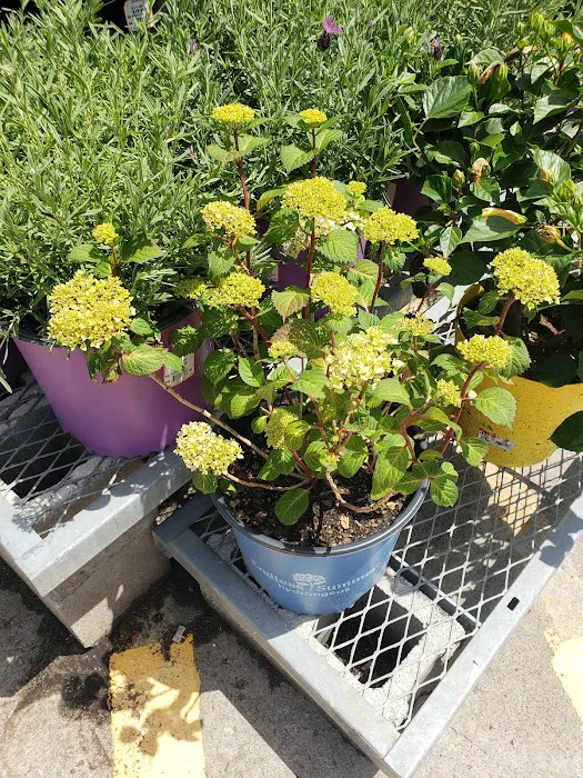 Lucky Garden Picture 7