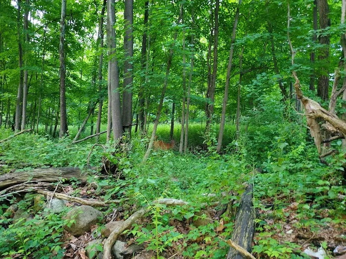 A&J's Lunch Wagon Picture 3