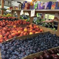 Circle Farms Sushi ico