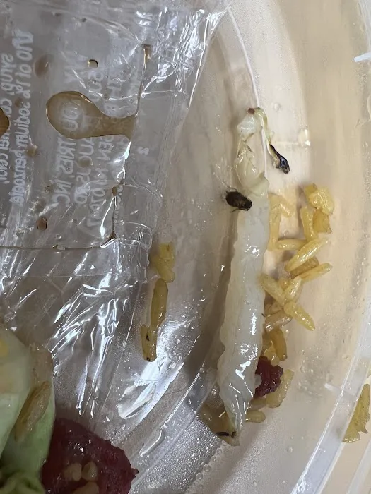 China Star Restaurant Picture 2