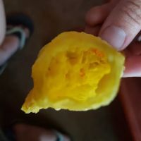 Panda Restaurant ico