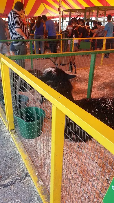 Golden Crest Picture 2