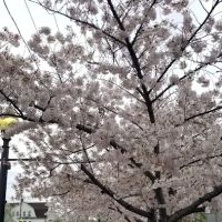 Mistik Peruvian food ico