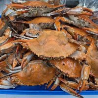 Fish catch market ico