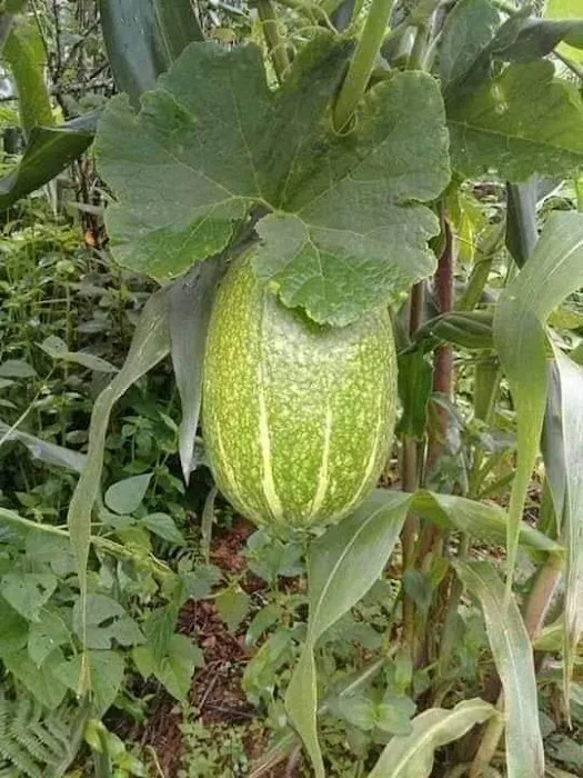 Las Palmeras Restaurant Picture 9