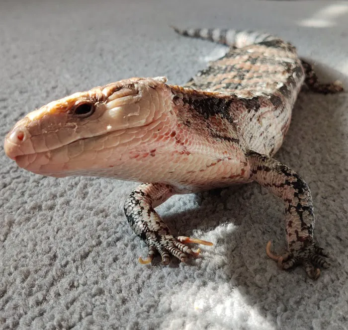 Akoya Sushi Picture 9