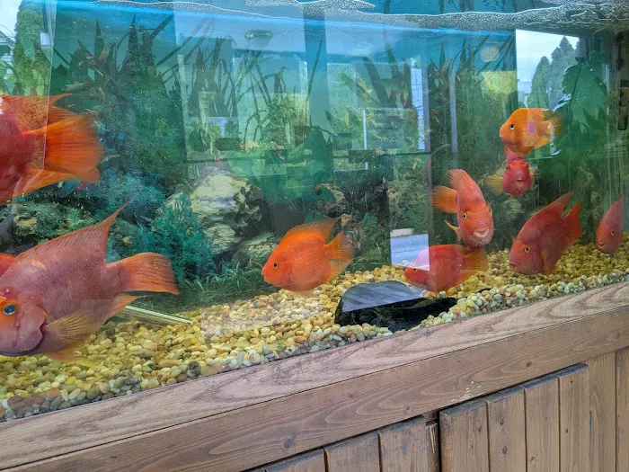 Precious Chinese Cuisine Picture 2