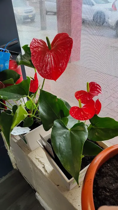 Tempero da Fernanda Picture 10