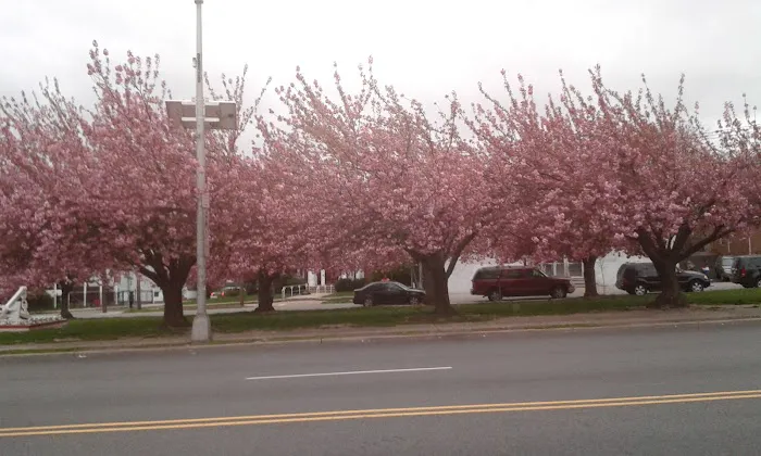 Yummy Chinese Take Out Picture 8