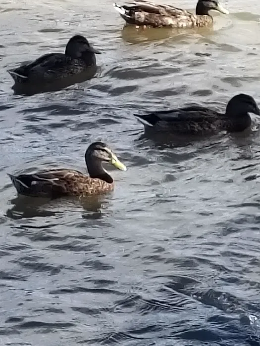 Waterfront Picture 7