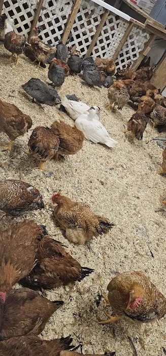 DANIELA'S POULTRY Picture 9