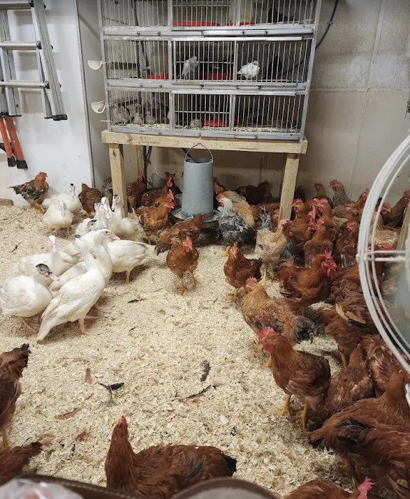 DANIELA'S POULTRY Picture 5