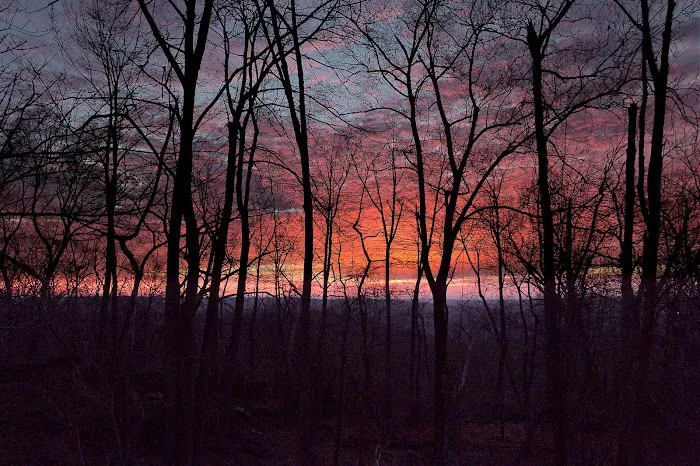 Ringwood Pizza Picture 5