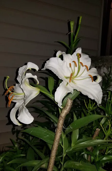 La Guadalupana Restaurant Picture 9