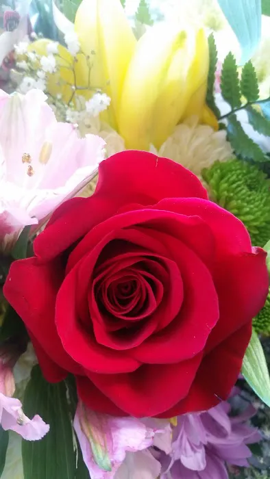 Fernandes Dos Dantos Wanderson Picture 1