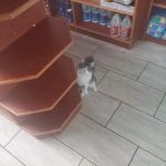 La Isla Food Corporation